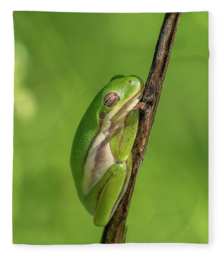 Nature Fleece Blanket featuring the photograph American Green Tree Frog DAR034 by Gerry Gantt