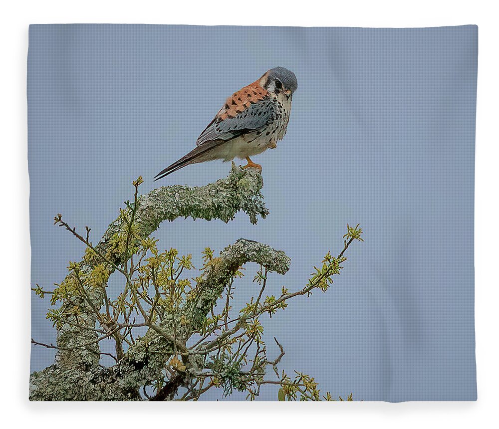 Falcon Fleece Blanket featuring the photograph American Kestrel by JASawyer Imaging