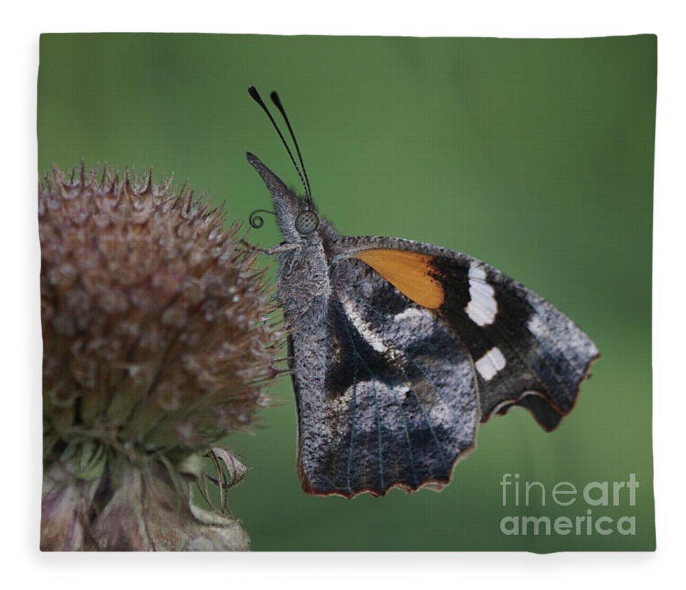 American Snout Butterfly Fleece Blanket featuring the photograph American Snout Butterfly on Bee Balm Seed Head by Robert E Alter Reflections of Infinity