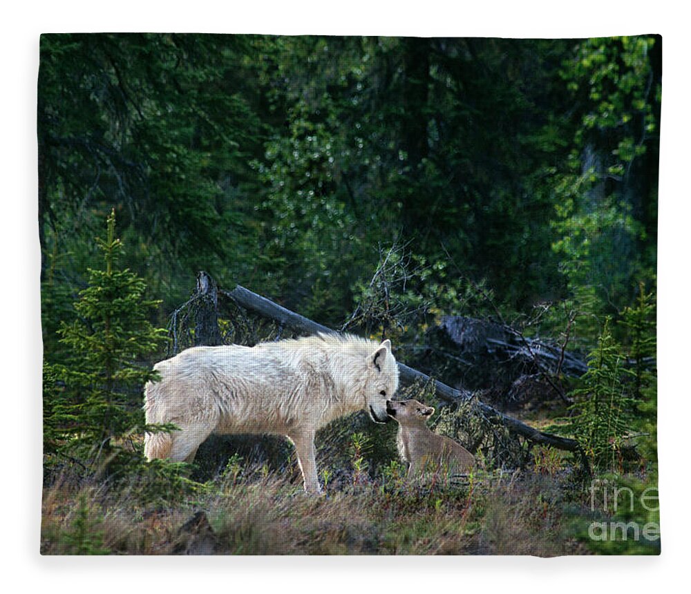 Dave Welling Fleece Blanket featuring the photograph An Intimate Gray Wolv Moment Northwest Territories Canada by Dave Welling