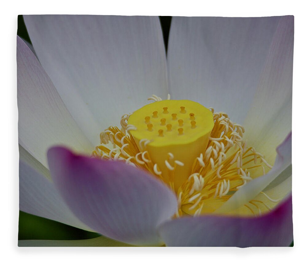 Lotus Fleece Blanket featuring the photograph An Open Lotus Blossom by L Bosco