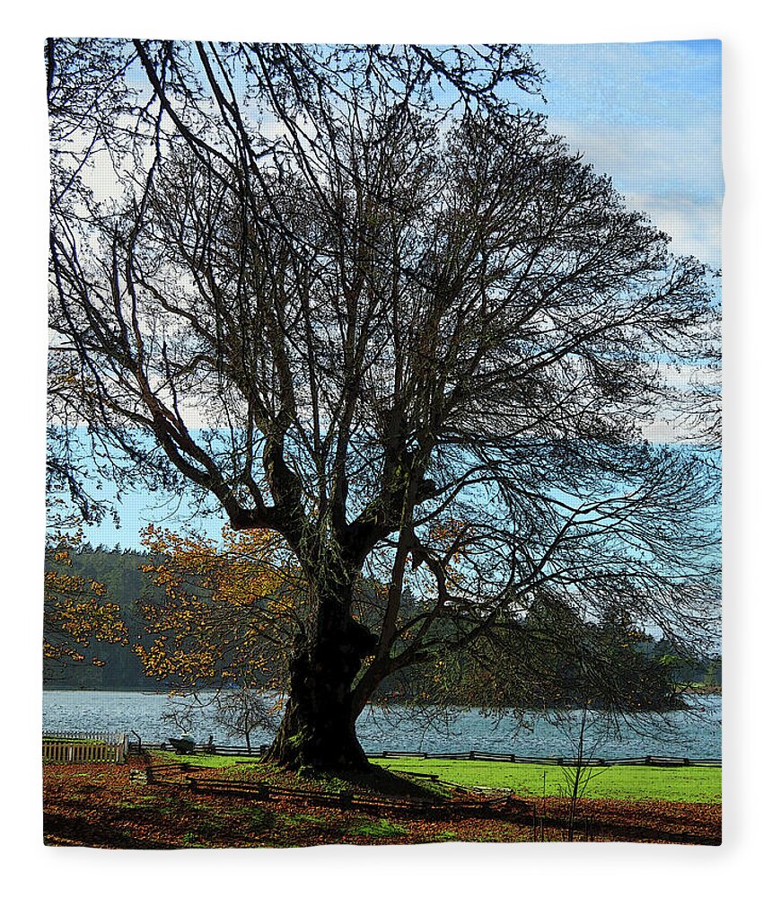 Maple Fleece Blanket featuring the photograph Ancient Maple at English Camp - San Juan Island by Marie Jamieson