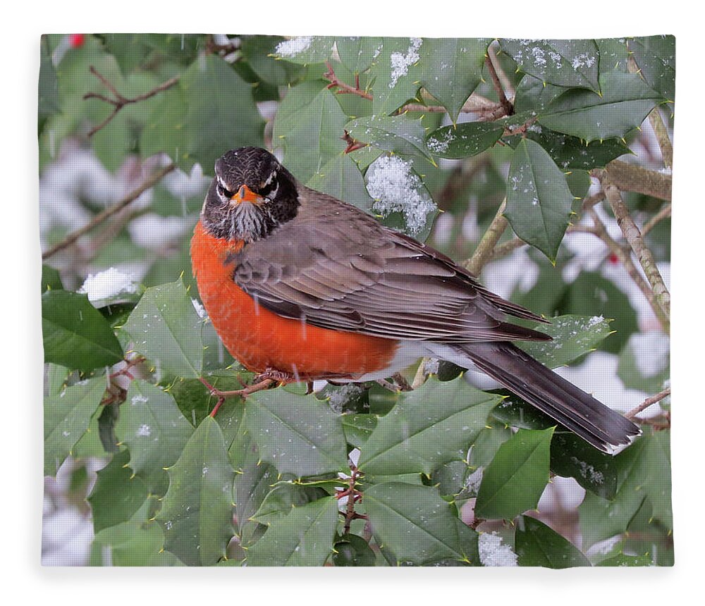 Robin Fleece Blanket featuring the photograph Angry Robin in the Snow by Linda Stern