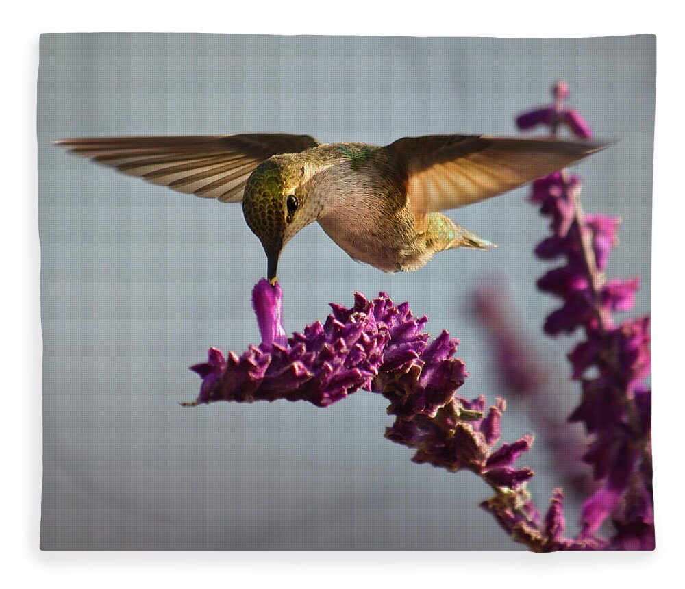 Wildlife Fleece Blanket featuring the photograph Anna's Hummingbird Sipping Nectar from Salvia Flower by Brian Tada