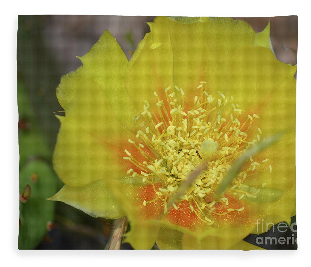 Cactus Fleece Blanket featuring the photograph Ant on Cactus Flower II by Aicy Karbstein