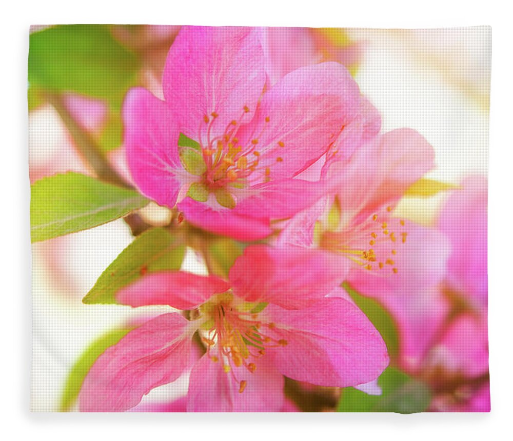 Nature Fleece Blanket featuring the photograph Apple Blossoms Warm Glow by Leland D Howard