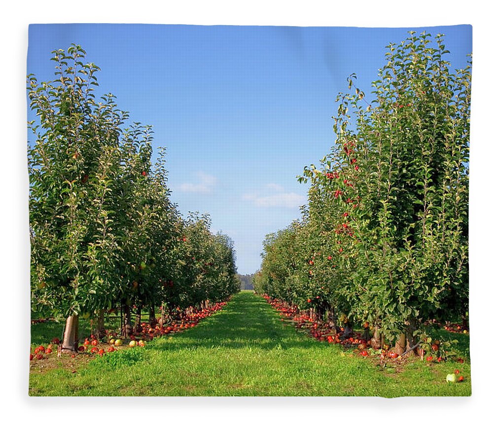 Scenics Fleece Blanket featuring the photograph Apple Orchard by Design Pics / Blake Kent