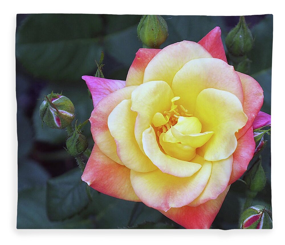 Pink Fleece Blanket featuring the photograph April Flowers 5 by C Winslow Shafer