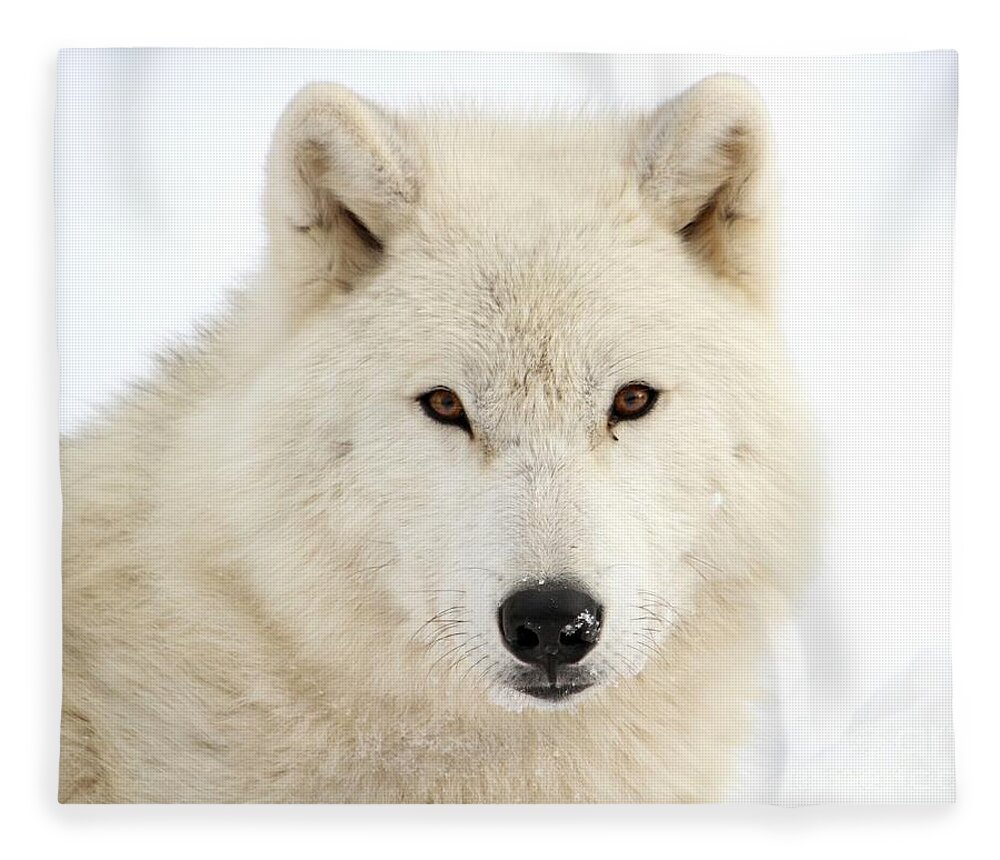 Arctic Wolf Fleece Blanket featuring the photograph Arctic Wolf Close Up by Heather King