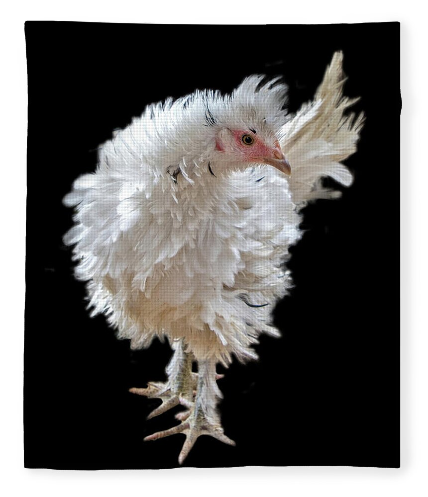 #frizzle #chicken #feathers #featherseverywhere #cute #frilly #farm #farmhouse #ranch #ranchhouse #country #countryliving #chickenbreeder Fleece Blanket featuring the photograph Frizzle Frazzle by Cheryl McClure