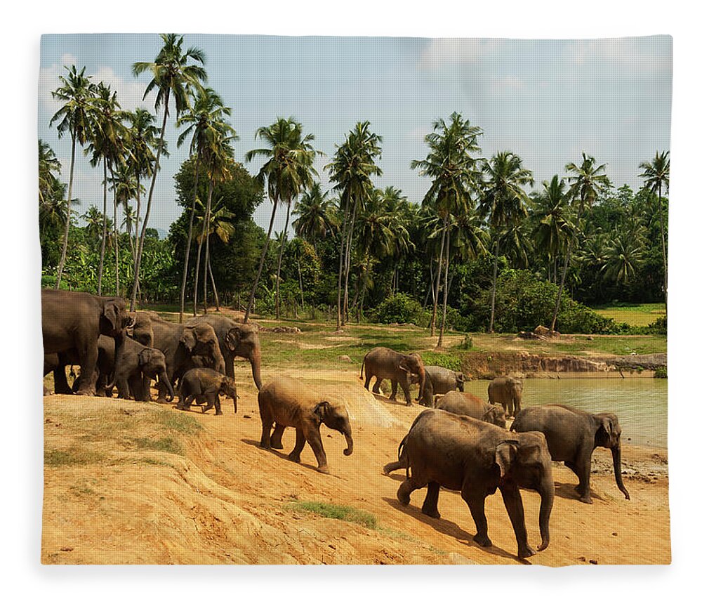 Scenics Fleece Blanket featuring the photograph Asian Elephants Going To Bathe by John Elk Iii