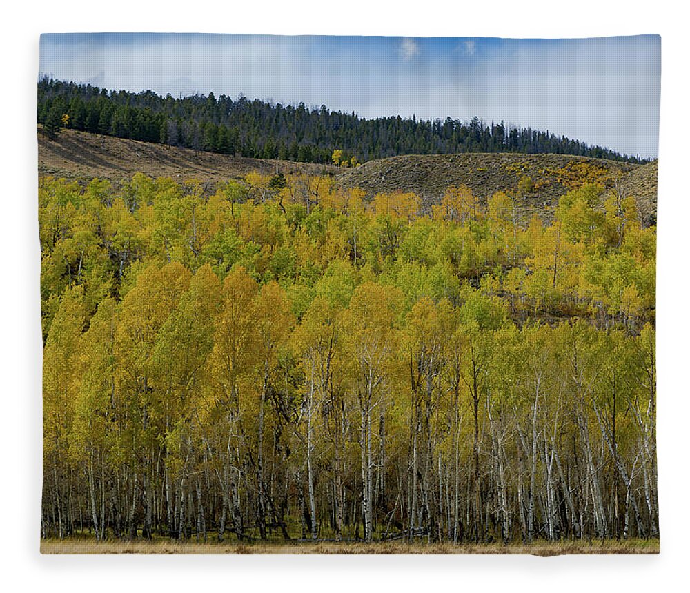 Fall Colors Fleece Blanket featuring the photograph Aspen Trees with fall colors by Julieta Belmont