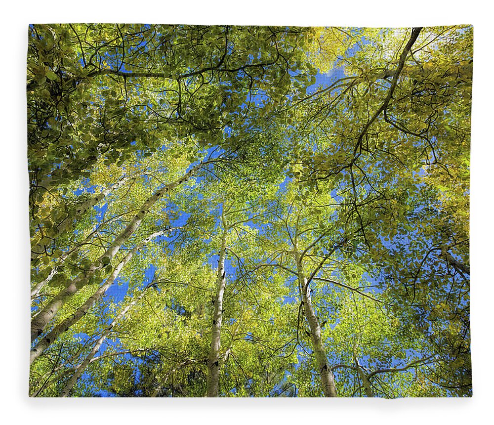 Trees Fleece Blanket featuring the photograph Aspens by Gaye Bentham