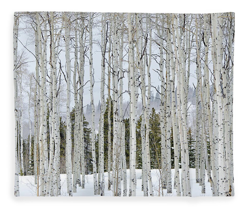 Scenics Fleece Blanket featuring the photograph Aspens In Winter by Adventure photo
