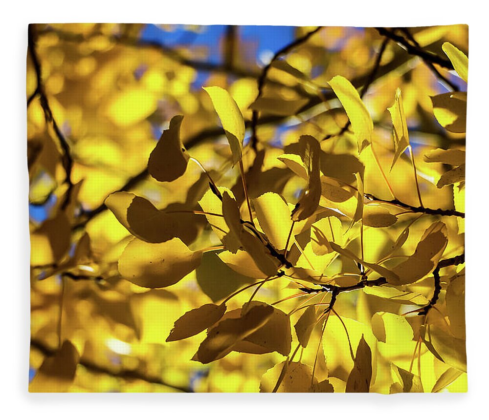 Arizona Fleece Blanket featuring the photograph Aspens Up Close by Dawn Richards