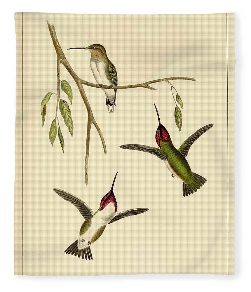 Birds Fleece Blanket featuring the mixed media Atthis Costae by Bowen and Co lith and col Phila