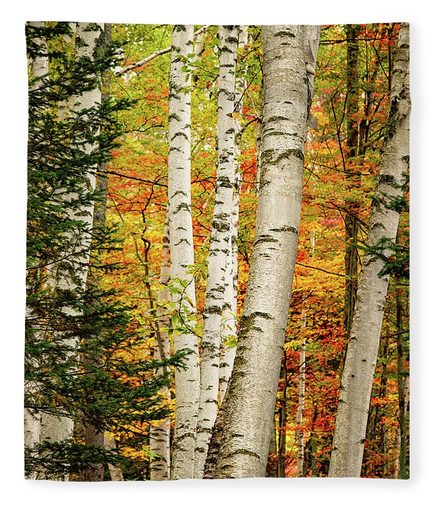 Autumn Fleece Blanket featuring the photograph Autumn Birch by Jeff Sinon