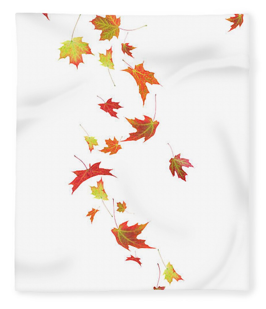 White Background Fleece Blanket featuring the photograph Autumn Falling Maple Leaves by Liliboas
