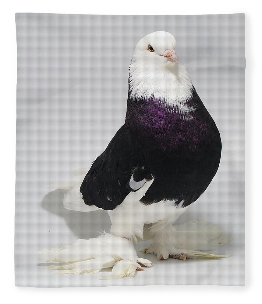 Pigeon Fleece Blanket featuring the photograph Bald Headed West of England Tumbler by Nathan Abbott