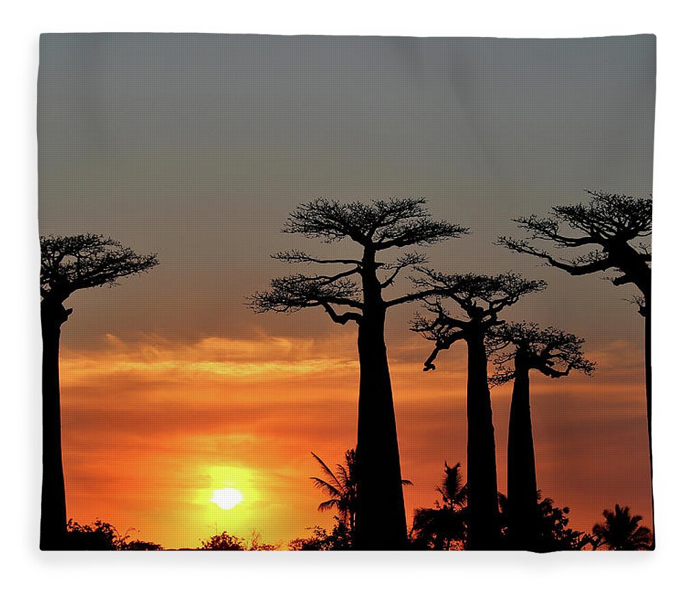  Fleece Blanket featuring the photograph Baobab Trees in Sunset 3 by Eric Pengelly