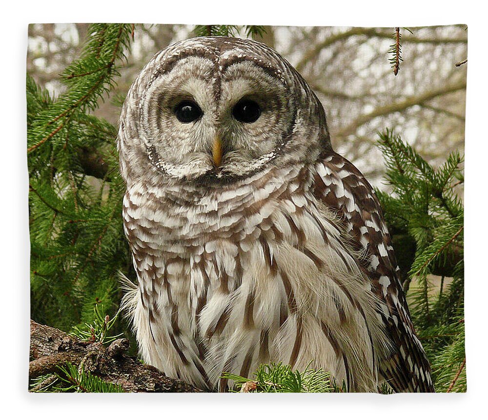Animal Themes Fleece Blanket featuring the photograph Barred Owl by Karen Von Knobloch Photographerkaren