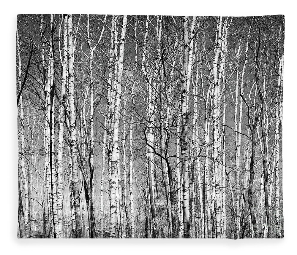 Wayne Moran Photography Fleece Blanket featuring the photograph Barren Spring Birch Lebanon Hills Regional Eagan Minnesota by Wayne Moran