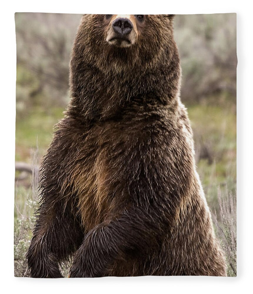 Grizzly Bear Fleece Blanket featuring the photograph Bear 399 by Steve Stuller