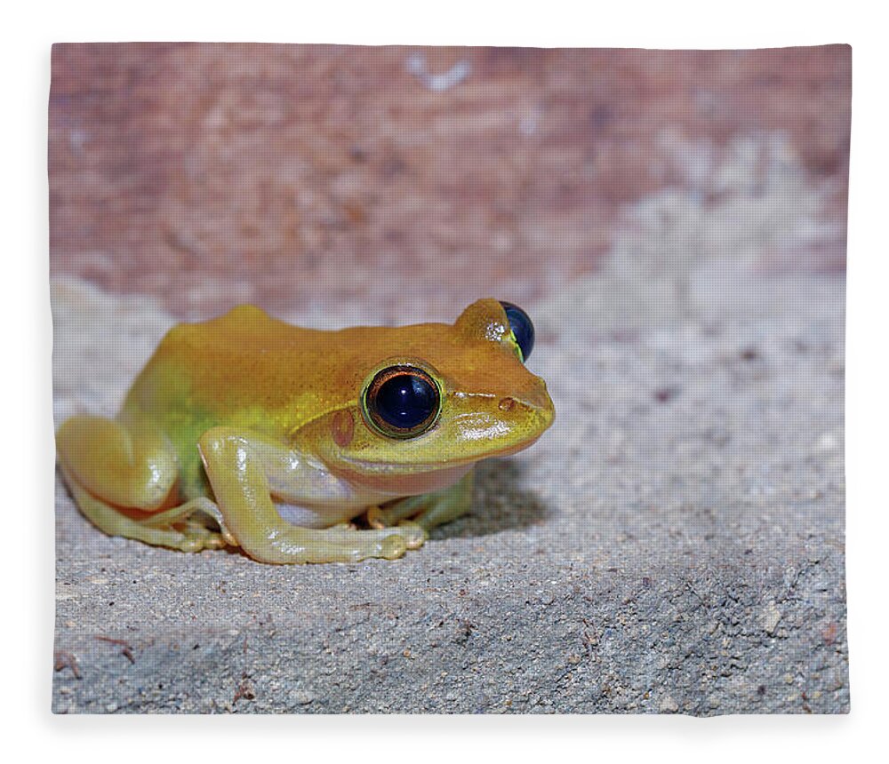 Beautiful small frog Boophis rhodoscelis Madagascar Fleece Blanket by  Artush Foto - Fine Art America