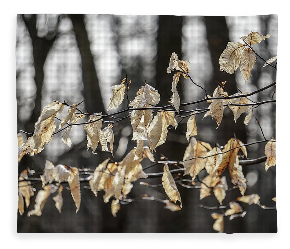 Abstract Nature Fleece Blanket featuring the photograph Beech Backlit by Tana Reiff