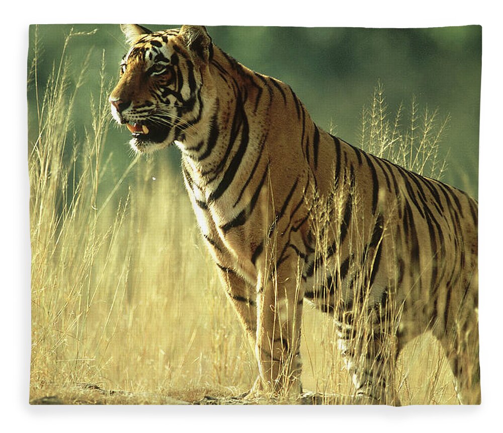 Vertebrate Fleece Blanket featuring the photograph Bengal Tiger, Panthera Tigris, 24 Month by Mike Powles