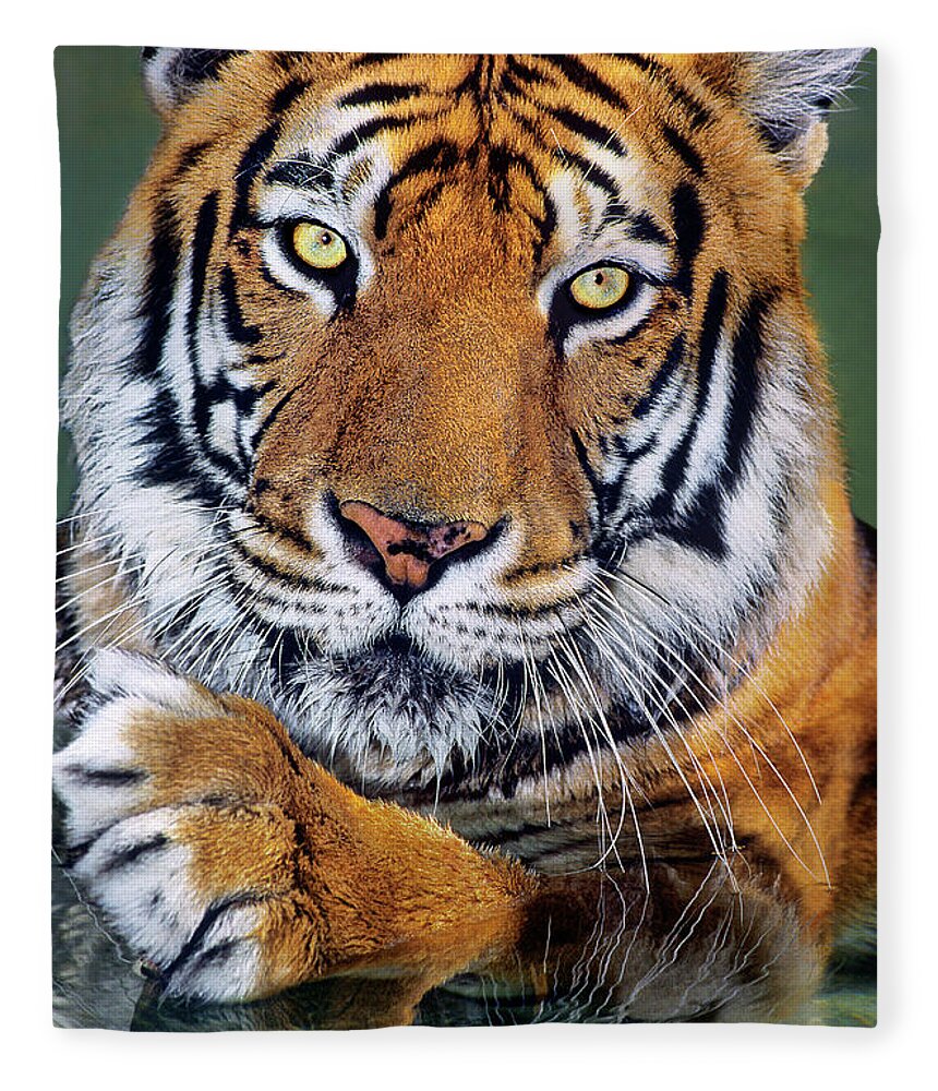 Bengal Tiger Fleece Blanket featuring the photograph Bengal Tiger Portrait Endangered Species Wildlife Rescue by Dave Welling