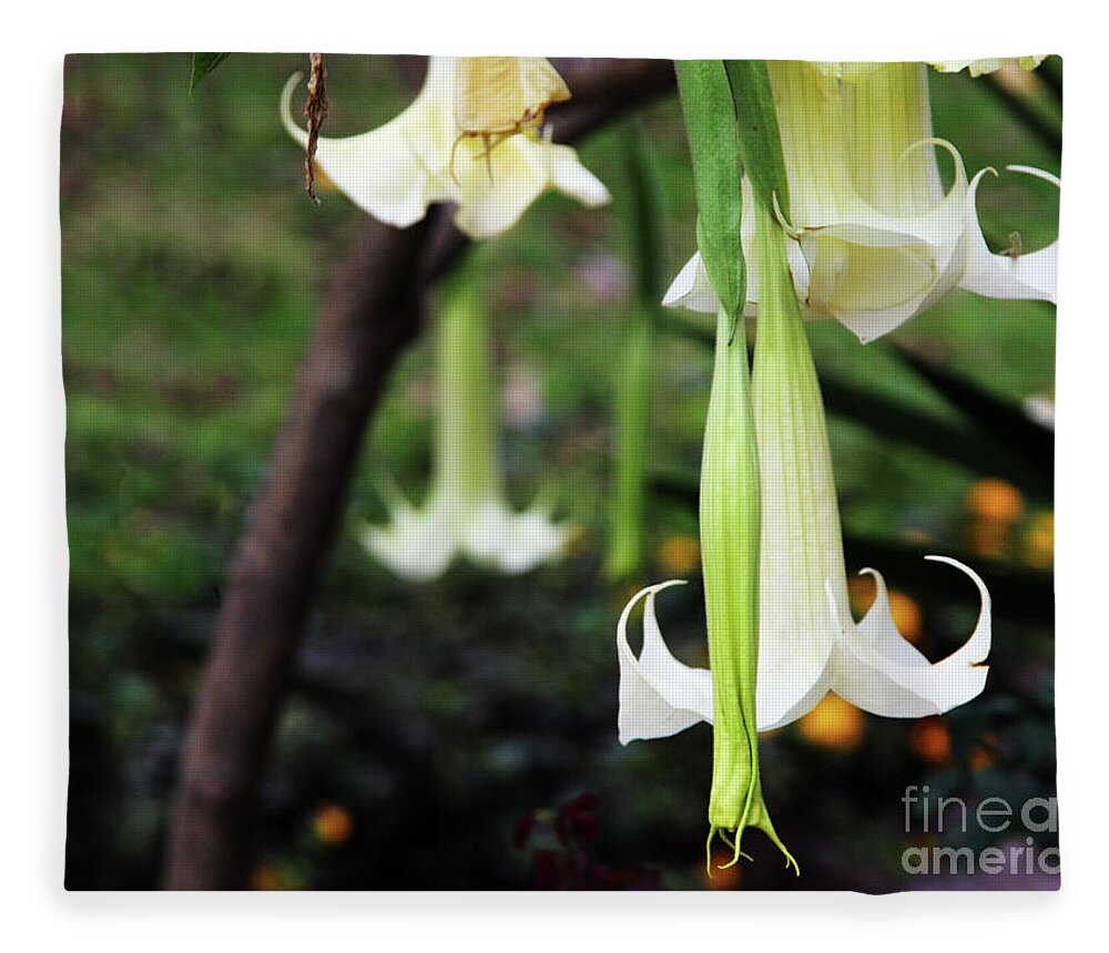 Flower Fleece Blanket featuring the photograph Beware the Angel's Trumpet by Rick Locke - Out of the Corner of My Eye