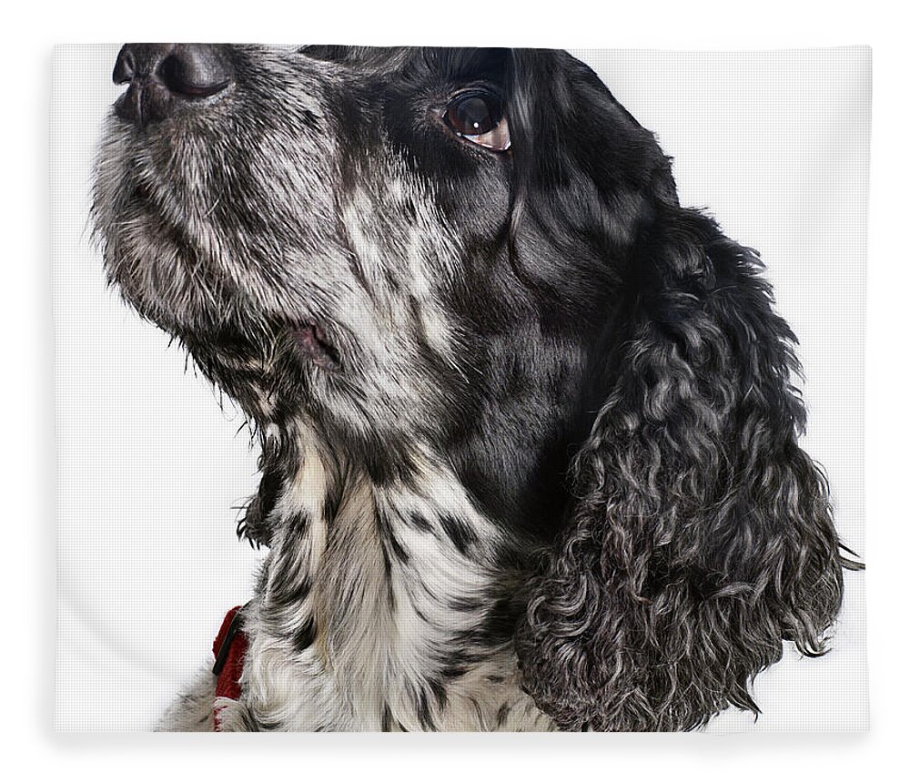 Pets Fleece Blanket featuring the photograph Black And White Cocker Spaniel Looking by Gandee Vasan