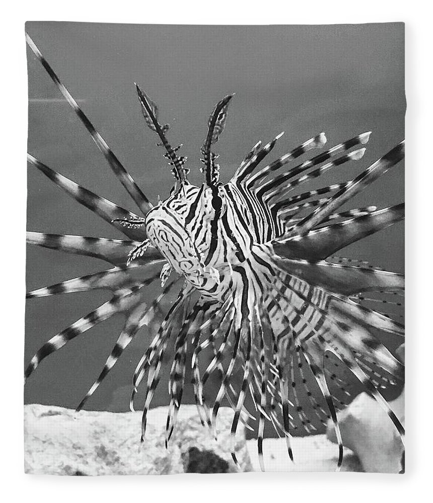 Fish Fleece Blanket featuring the photograph Black and White Lion Fish by Rocco Silvestri