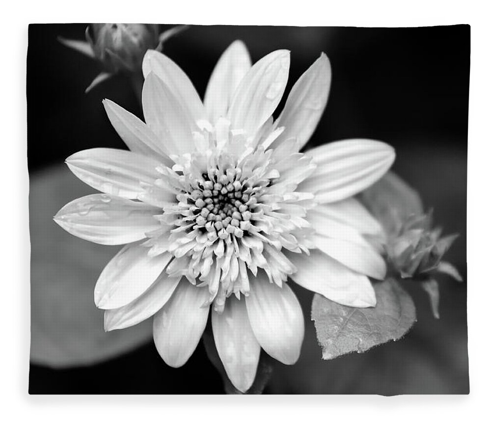 Black And White Fleece Blanket featuring the photograph Black and White Sunrise Coreopsis by Christina Rollo