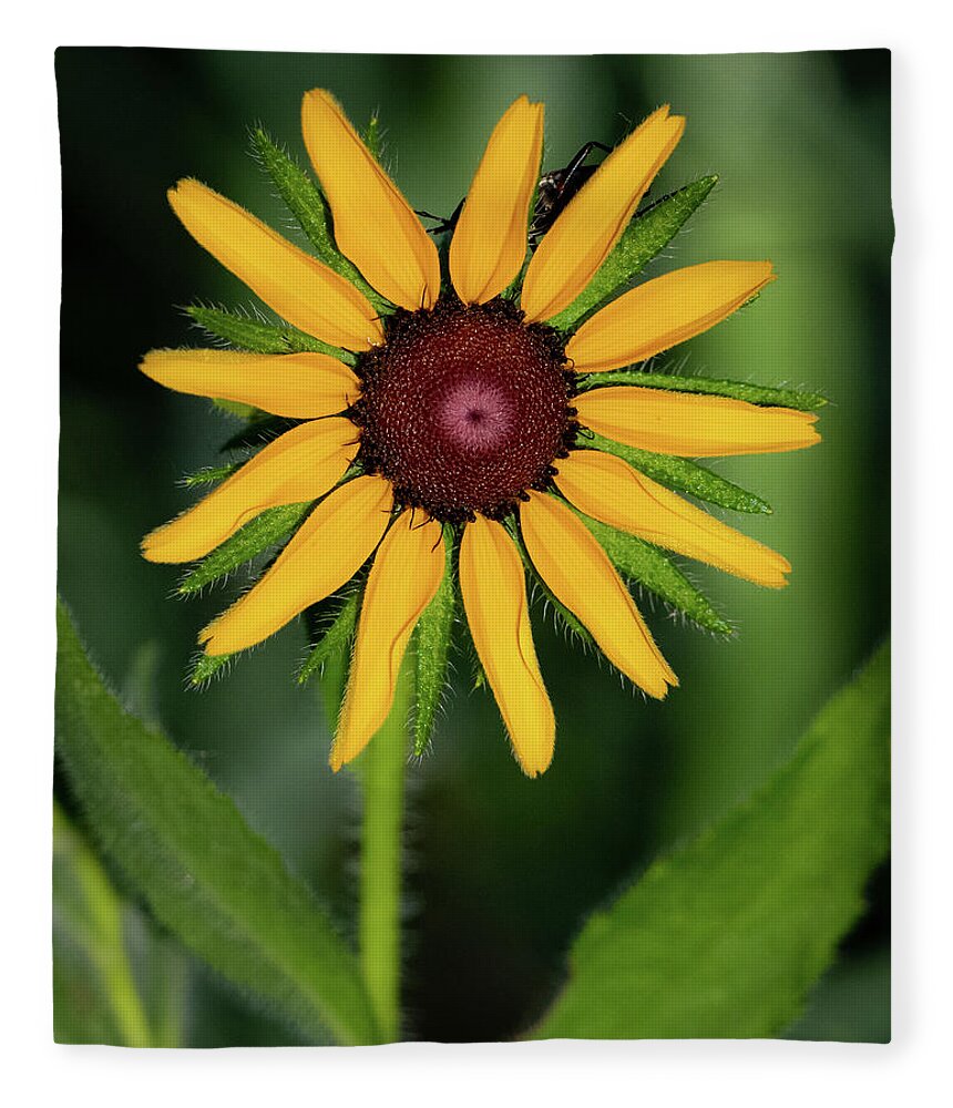 Johnson County Fleece Blanket featuring the photograph Black Eyed Susan by Jeff Phillippi