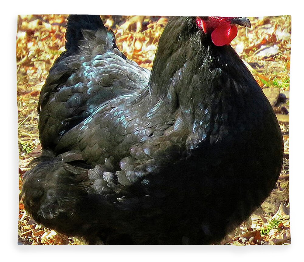 Black Chickens Fleece Blanket featuring the photograph Black Jersey Giant by Linda Stern