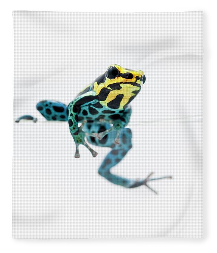 Risk Fleece Blanket featuring the photograph Black, Yellow And Blue Poison Dart Frog by Design Pics / Corey Hochachka