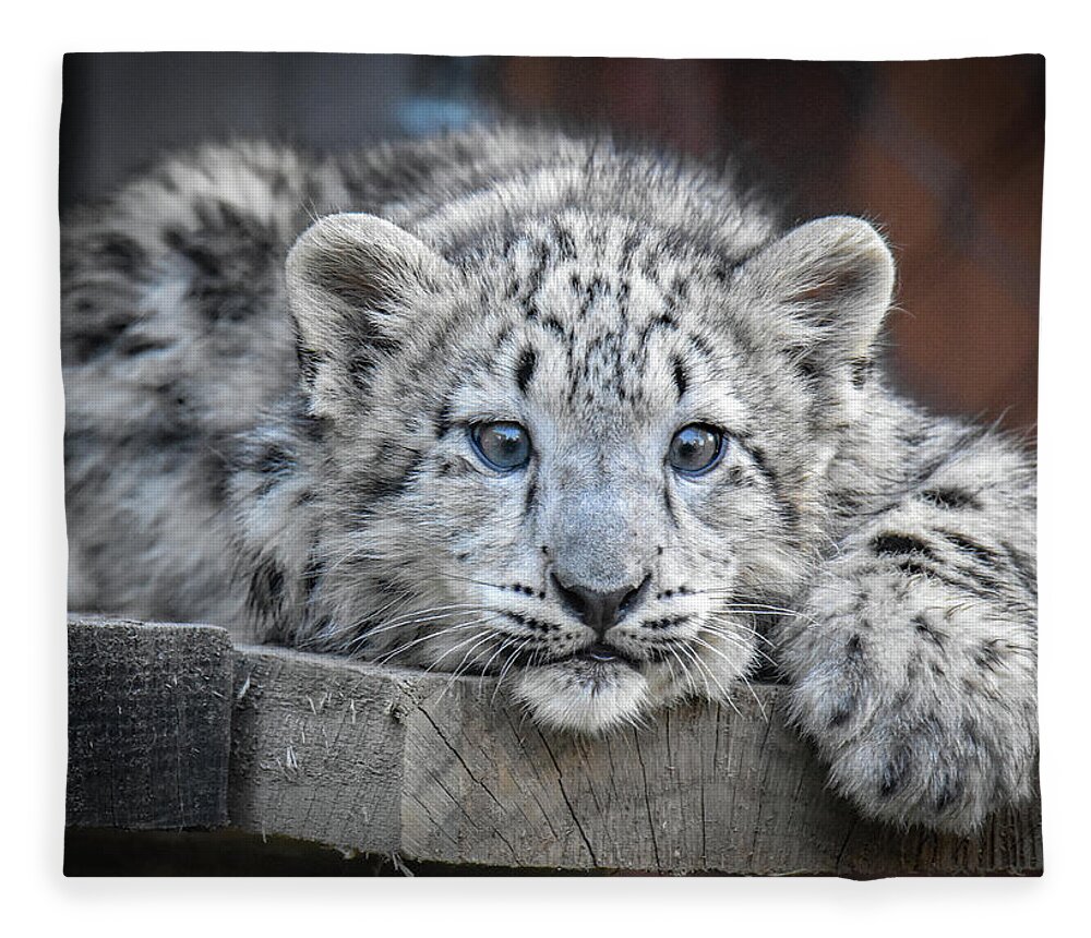 Tiger Fleece Blanket featuring the photograph Blue Eyed Tiger Cub by Michelle Wittensoldner