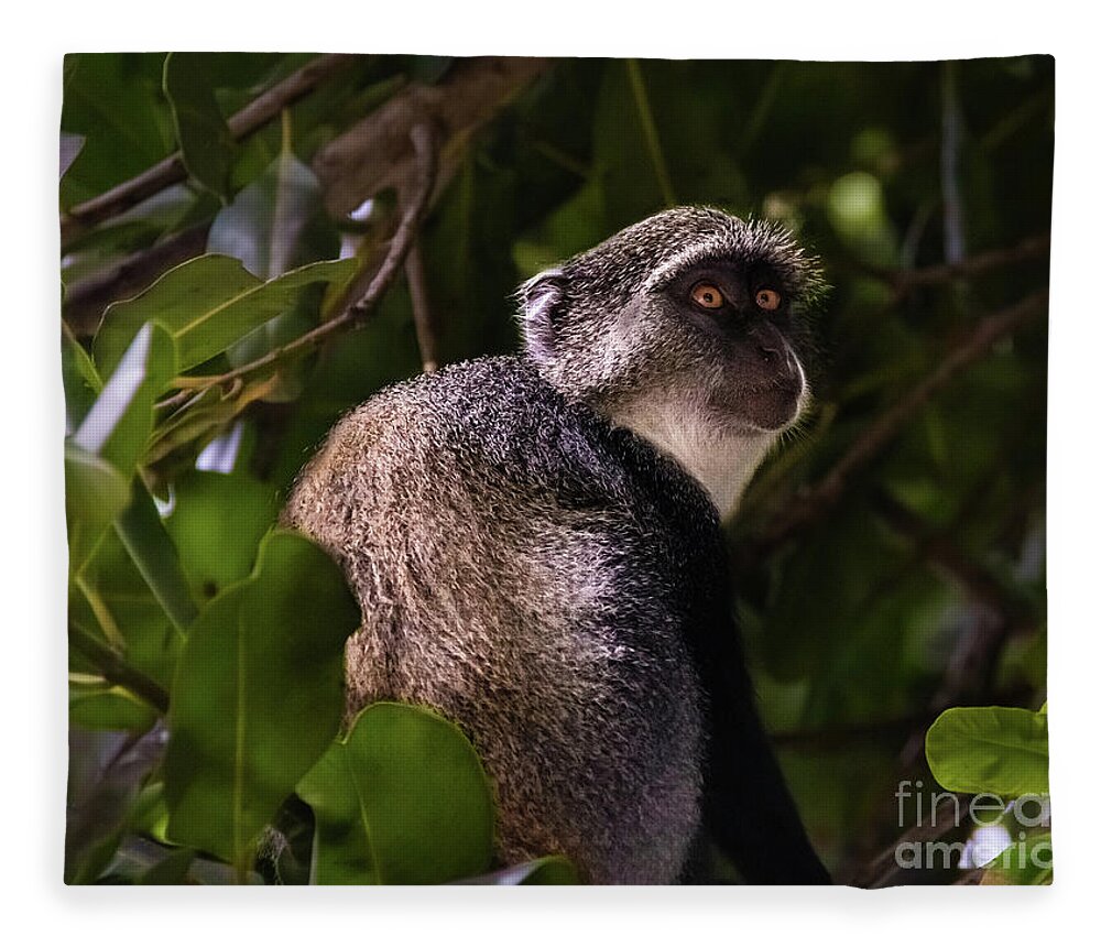 Monkey Fleece Blanket featuring the photograph Blue monkey, Zanzibar by Lyl Dil Creations
