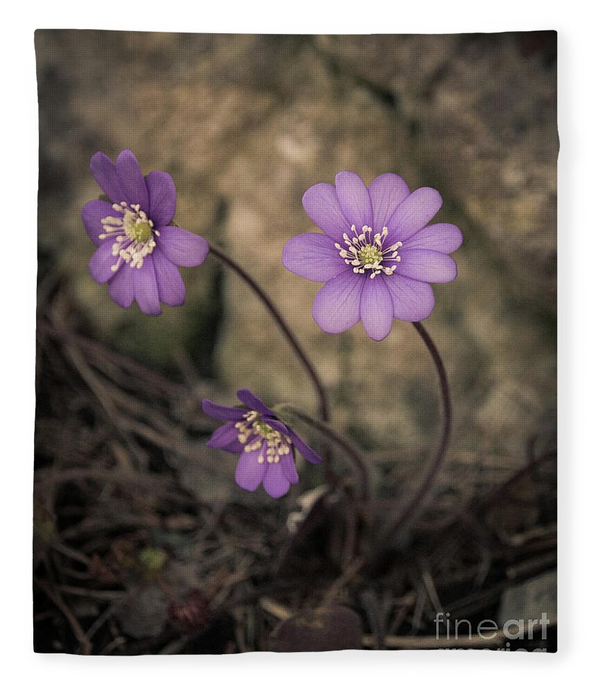 Common Fleece Blanket featuring the photograph Blue violet anemone flower growing in a stone wall by Amanda Mohler