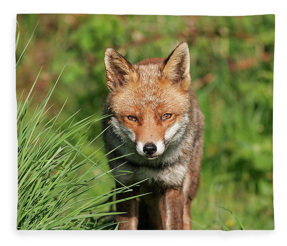 England Fleece Blanket featuring the photograph British Red Fox by Gp232