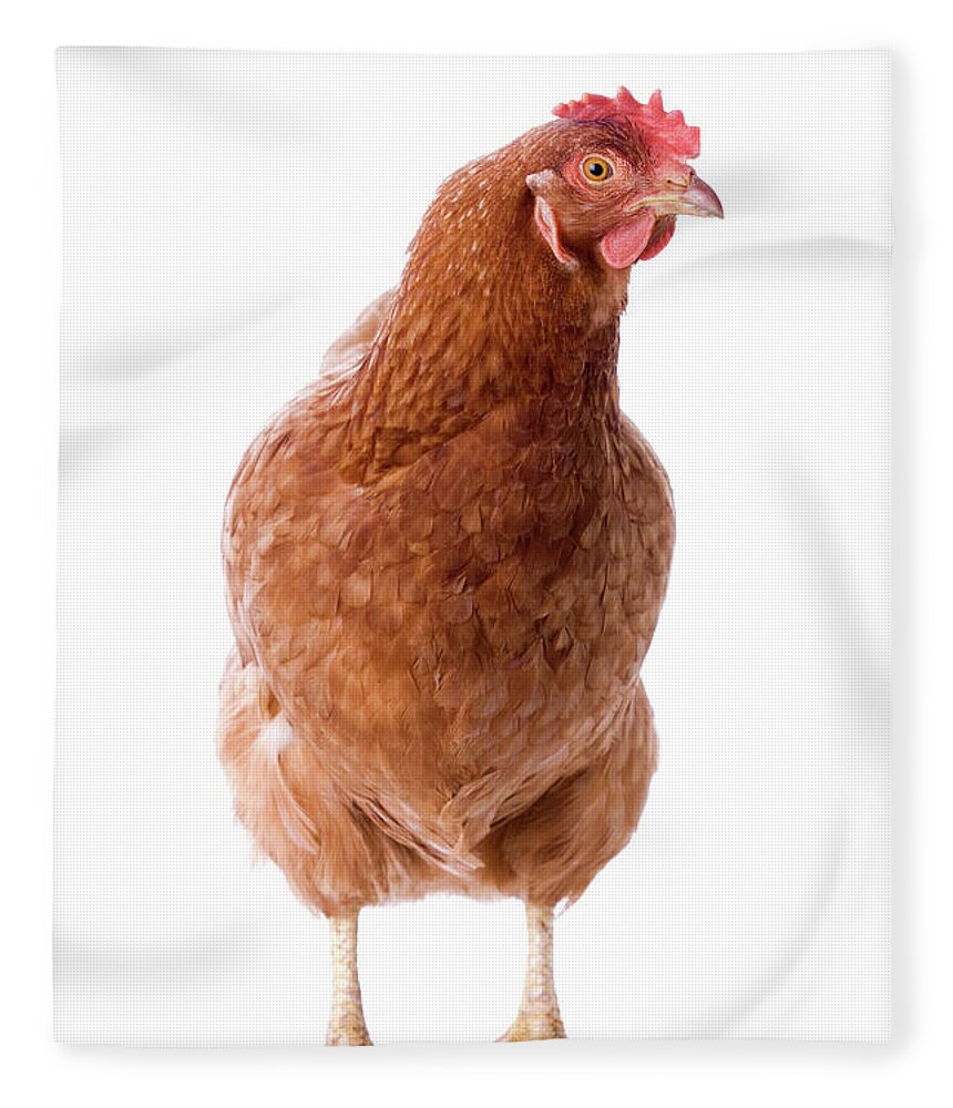 Vertebrate Fleece Blanket featuring the photograph Brown Hen Standing In Front Of White by Artpipi