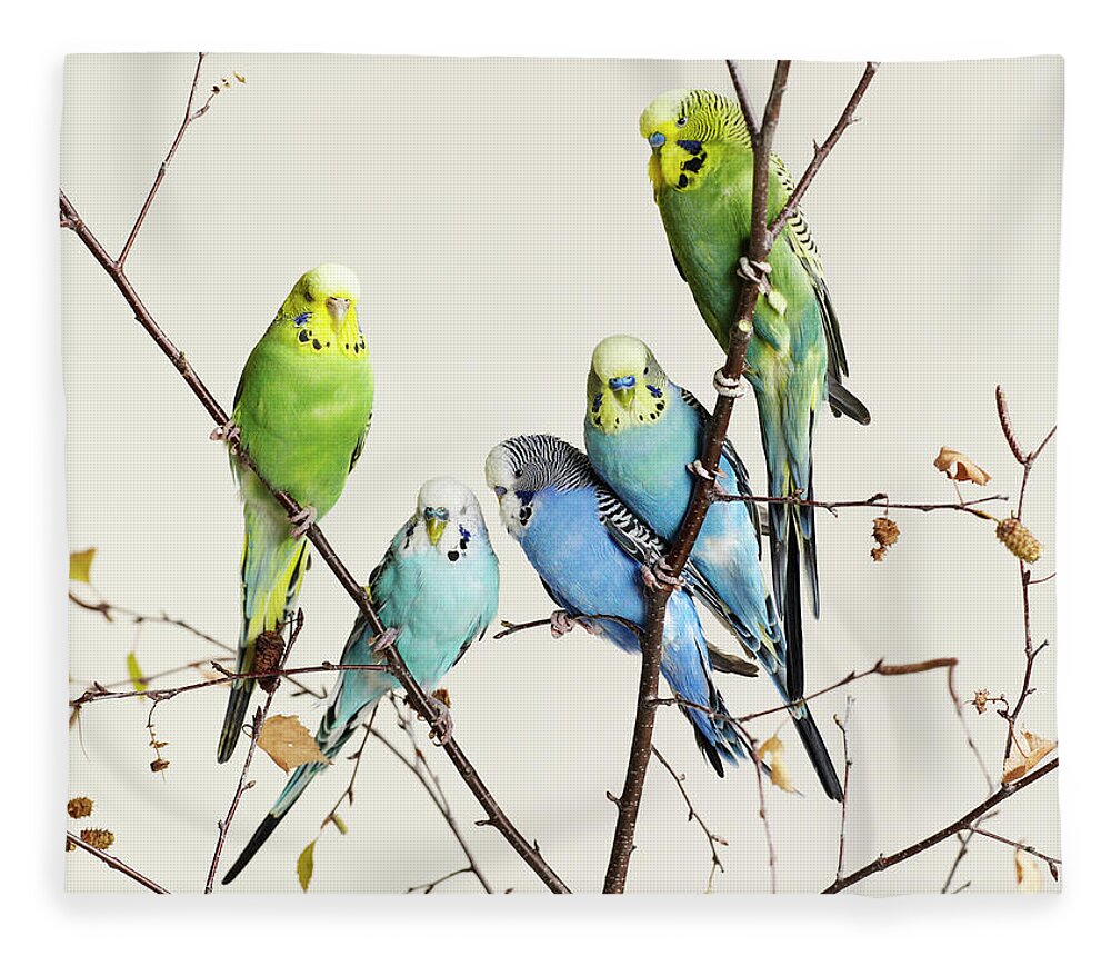 Connection Fleece Blanket featuring the photograph Budgies Grouped On A Branch by Walker And Walker