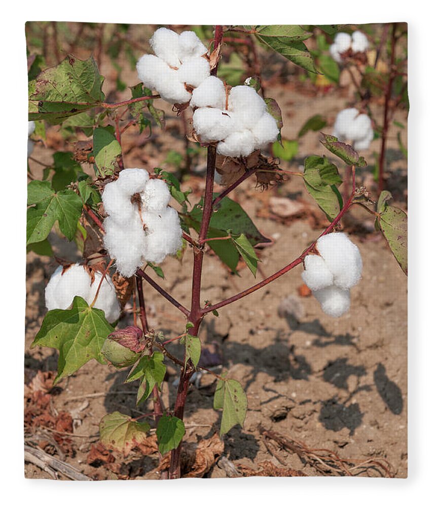 Cotton Fleece Blanket featuring the photograph Buds of Cotton by Roy Pedersen