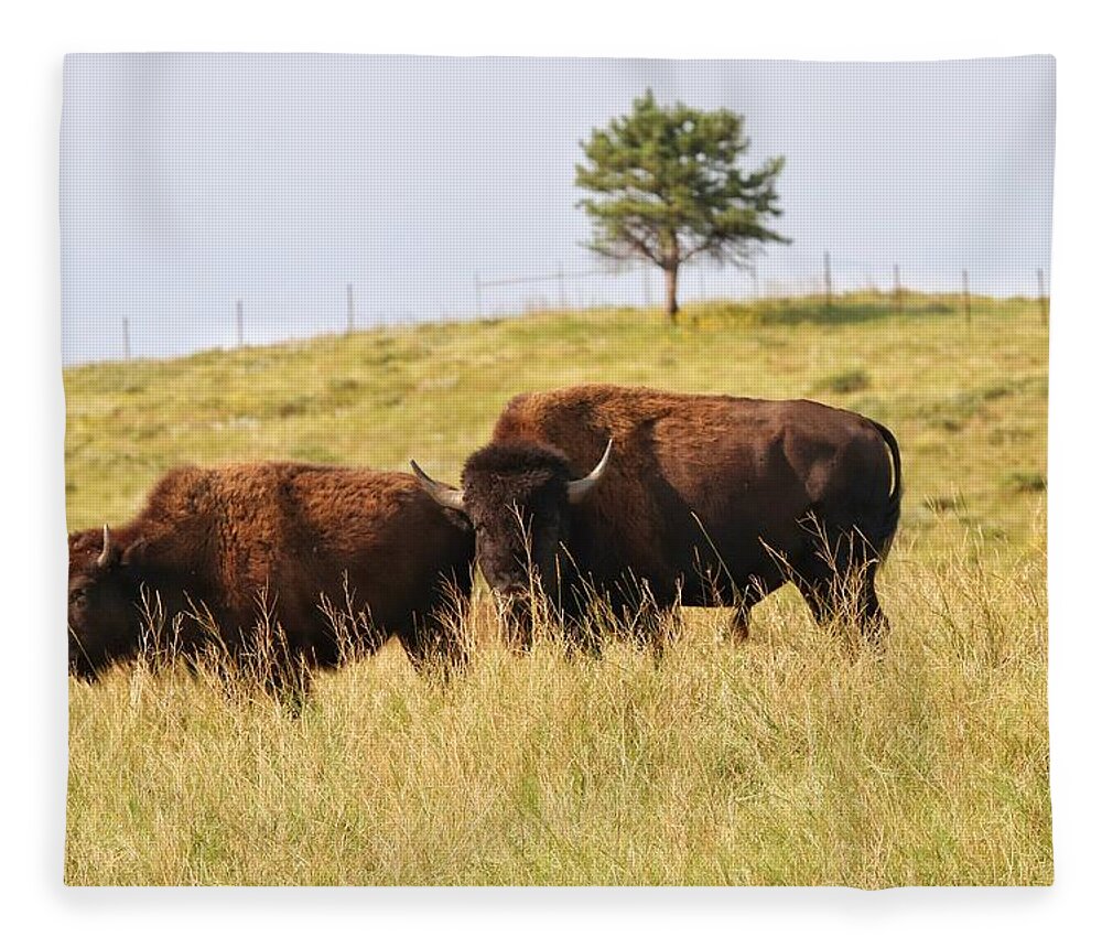 Buffalo Fleece Blanket featuring the photograph Buffalo at Custer State Park by Susan Jensen
