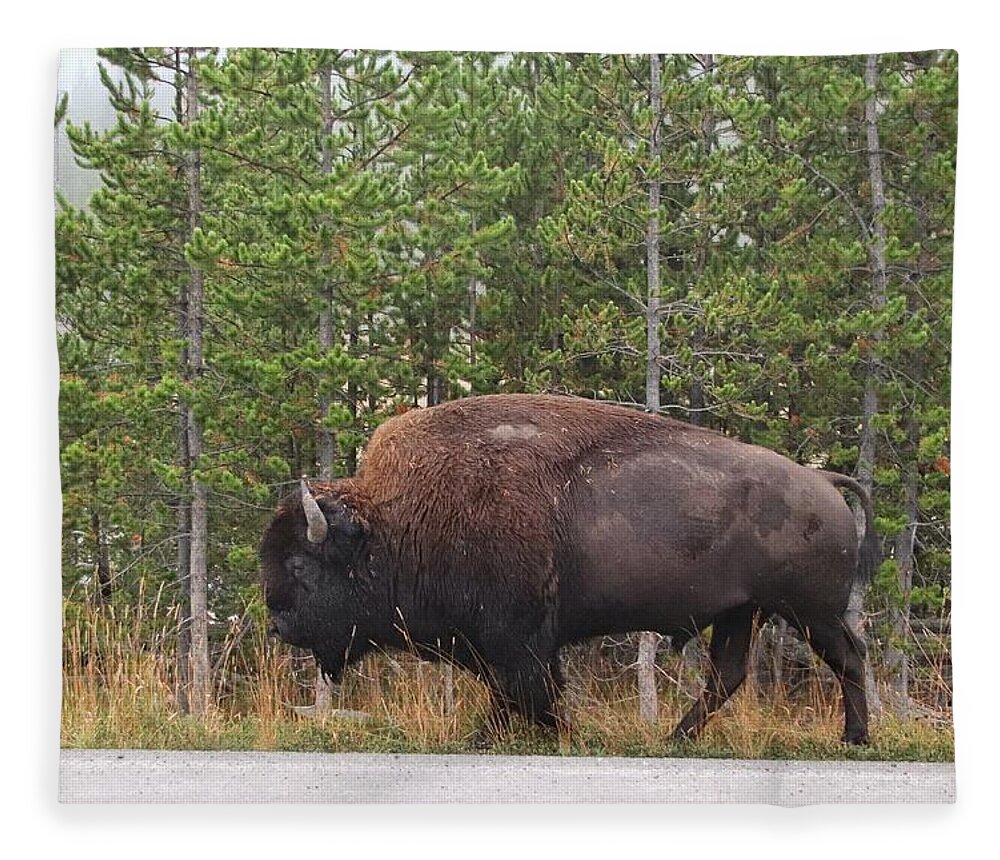 Buffalo At Yellowstone Fleece Blanket featuring the photograph Buffalo at Yellowstone by Susan Jensen