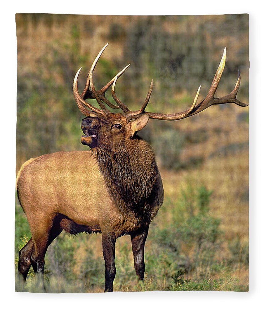 North America Fleece Blanket featuring the photograph Bull Elk in Rut Bugling Yellowstone Wyoming Wildlife by Dave Welling