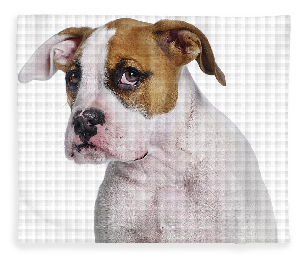 Pets Fleece Blanket featuring the photograph Bulldog Boxer Cross by Gandee Vasan