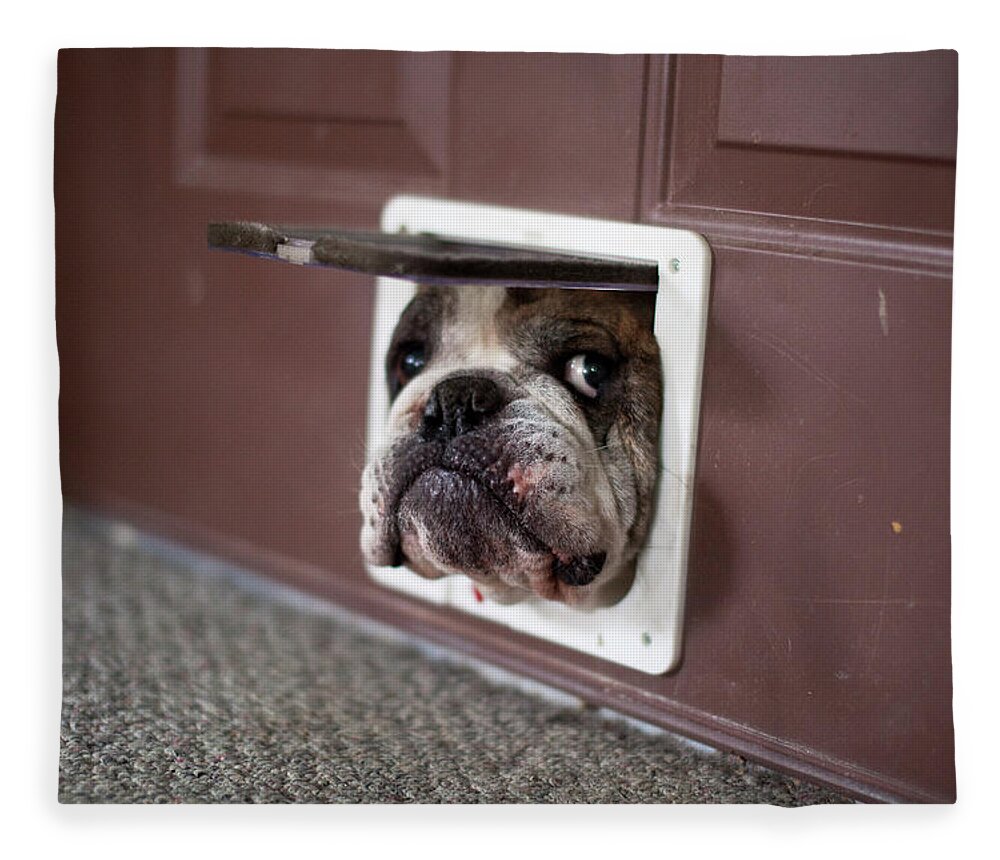 Pets Fleece Blanket featuring the photograph Bulldog Trying To Get Through A Cat Door by Alaska Photography